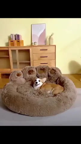 la cama de perrola cama en forma de pata de oso#petbed #dog #petsupplies #petbeds #ecuador #Ecuador #recommend