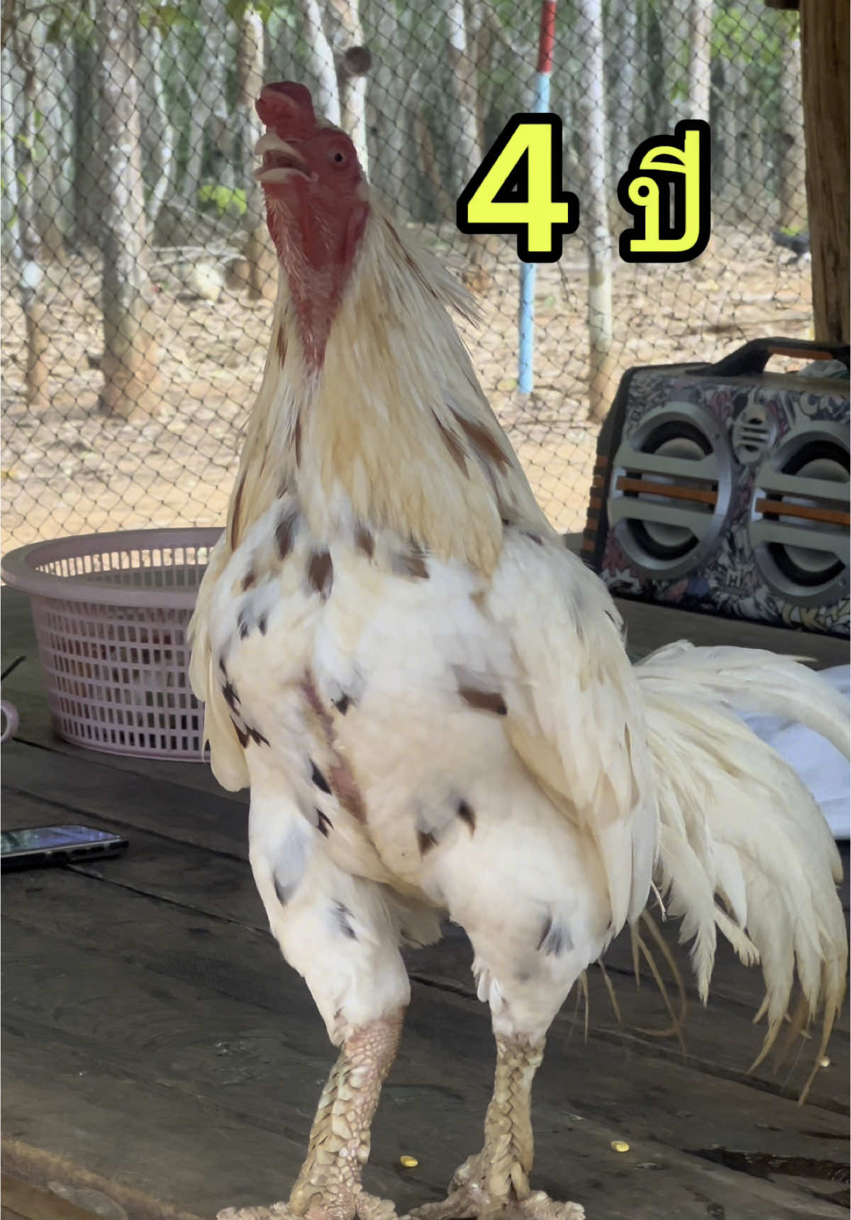 เด็คเด็ค 4 ขวบ #ไก่ชน 