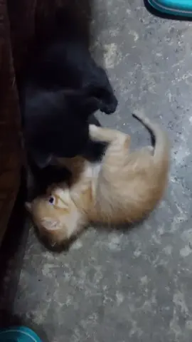 #cat #michis  separen los se van matar!!! jajaja #mascotastiktok 