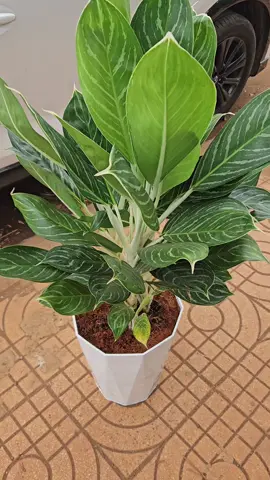 Bạch mã hoàng tử  #câyphongthuy #bachmahoangtu #kiengla 