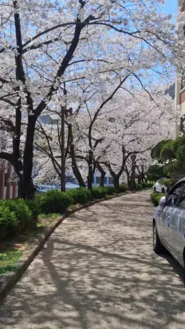 Cherry blossoms 🌸 Spring in South Korea>>>>> #spring #cherryblossom #springseason #beautifulweather #singyeongjuuniversity #southkorea #nepaliinkorea #foryoupage #searchcreatorinsights 
