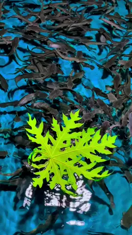 selain hati yang bersih kolam lele, pun ikutan bersih Mohon maaf lahir dan batin🙏🙏 #pemula #budidaya #budidayaikan #budidayalele #ikanlele #lewatberanda #masukberanda #masuk #pasti #pastifyp #fypシ゚ #fypage #fyppppppppppppppppppppppp #pekerjakeras💪💪semangat #pekerjakeras 