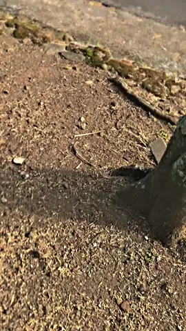 minal aidzin walfaidzin 🙏😇 #ramadhan  #glcepek #gl100indonesia #gl100modifikasi #gl100hits #gl100kemusu  #fypシ  #fouryou  #karanganyar 