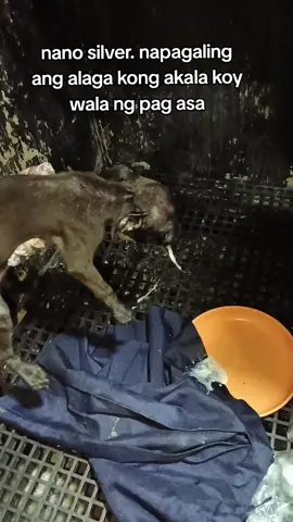 buti nalang talaga nakita ko itong gamot nato salmat at gumaling ang alaga ko #fypage 