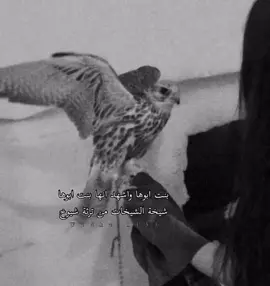 بنت الشيوخ #اكسبلورexplore #لايك_متابعه_اكسبلور 