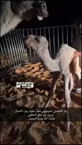#العاصي #مرزوق_عاقل_المخلفي #المخلفي #المخلفي_الحربي #الحربي #الماركه_الحيسونيه #فردي #حوار #حوار_طراح #الوضح #حصريات #حصريات🔥 #ماشاء_الله #ماشاءالله_تبارك_الله #البعير_المنتج #فرديات_مزاين_الابل #مشاهير_تيك_توك #موسى_الحنيني #اكسبلوررر #اكسبلورexplore 