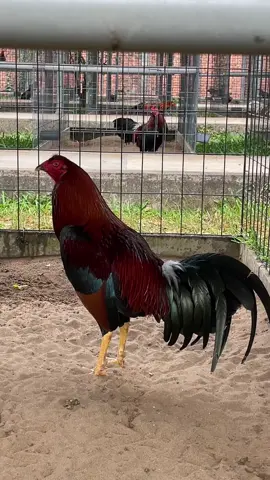 Điều tơ anh em xem vui ❤️#xuhuongtiktokk #gada 