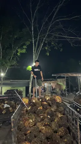 THR melimpah boss pun senang liat buah ke gini truss 😂🤫💪🌴#fypppppppppppppp#pemuatsawit#pemuatsawit🌴🌴💪 