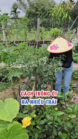 Cách trồng ớt ra nhiều trái. #loanlamvuon #trongot #trongrau #canxibo #otchithien 