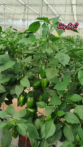 Đố cả nhà đây là cây gì? #nongnghiep #otchuong 