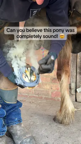 Honestly did not expect that! This was a new pony & I kinda had my suspicions it had previously had a laminitis episode but when I pared away the burn and saw this cavity I was sure it had quite a severe episode in the last 6 months. Completely sound though 🤯  I’ll make a video explaining this when I get a minute? Mad though couldn’t not share!  #fyp #farrier #forfarriersbyfarriers #horse #oddlysatisfying #hoofcleaning #farriersoftiktok 