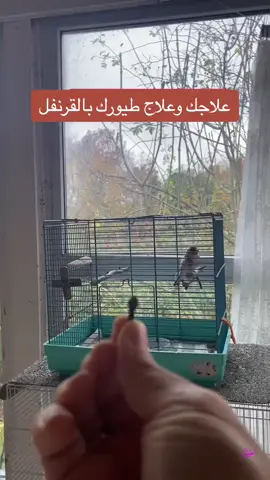 #ملك_الطيور👑🦜🦅🦜👑 #مضادات_الالتهاب #تربية_إيجابية #مضادات_الاكسدة #علاج_بالاعشاب 