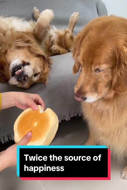 Twice the source of happiness #dog #funnydog #dogsoftiktok #pet 