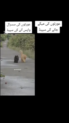 #foryou #foryoupage #viral #viralvideo #pindawale #پردیسی_لوگ #pardesi 