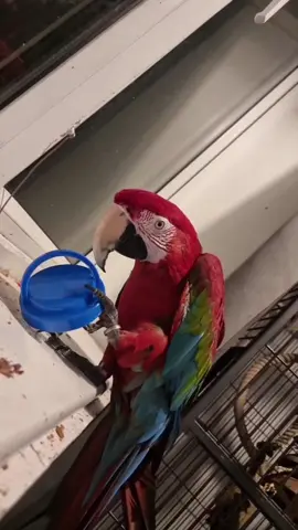 Parrots’ hobby #funnyvideos #foru #pet #parrotlove #funnyparrot #bird #parrotsoftiktok #fyp #petlover #birdsoftiktok #cuteparrot #usa🇺🇸 
