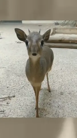 Dik-dik #tiktok #foryou #animals #cute 