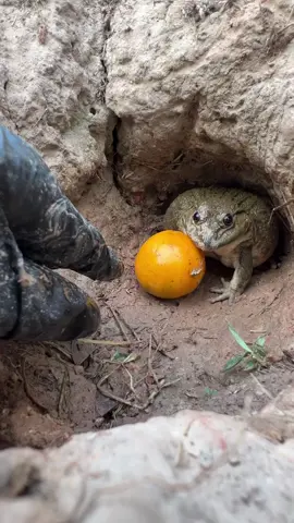 #frog 