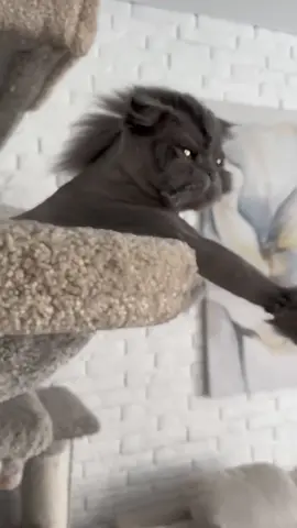 #funnycatvideos #cutecat #pets #funnyanimals #petlovers #adorable #viralcatvideo #trendingnow #animalcompilation #catmeme