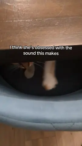 or she's polishing her toebeans  #cattok #catsoftiktok #kittentok #catmom #stimming #fyp #fypp 