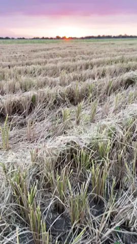 free to use #fypviralシ #freetostory #AprilFools #freetouse #trending 