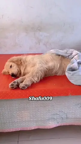 #粉丝一千万#pet#pets#cute#funny  #dog#funnydog#funnyvideos#viral  #foryou#IoI#fyp#fypシ゚ 
