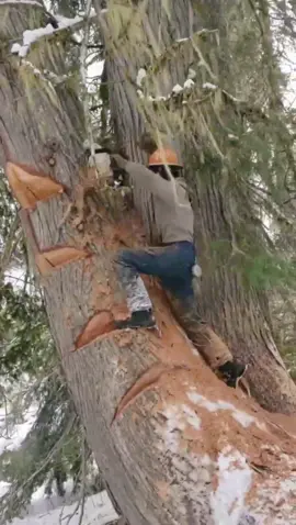 Removal of huge dead trees #satisfying #giant #tree #oddlysatisfying #fyp #teework 