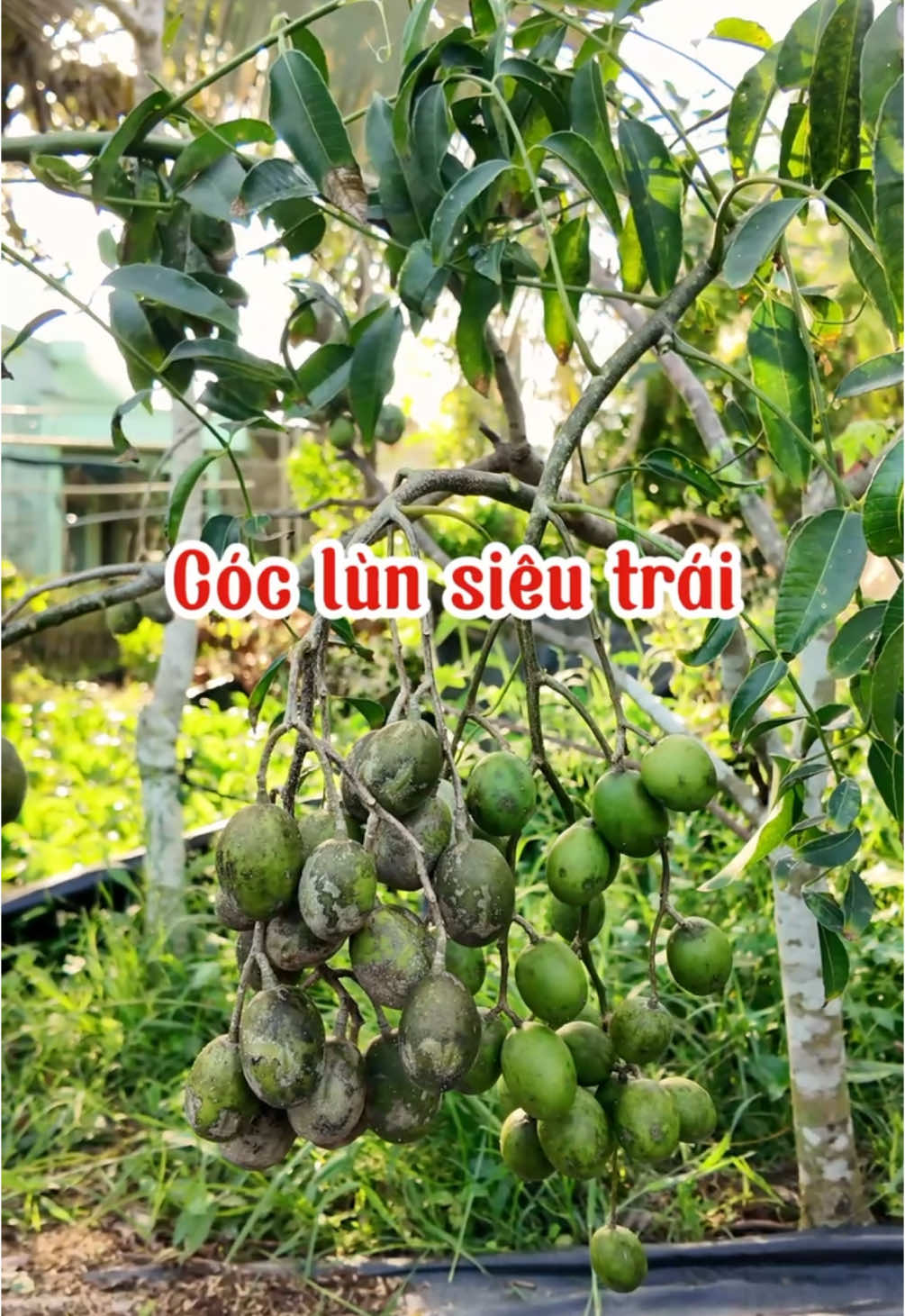 Cóc Thái siêu trái…!  #caygionghuunghi #viral #xuhuong #bentre71🌴🥥 #coc #cocthai #khaovua 