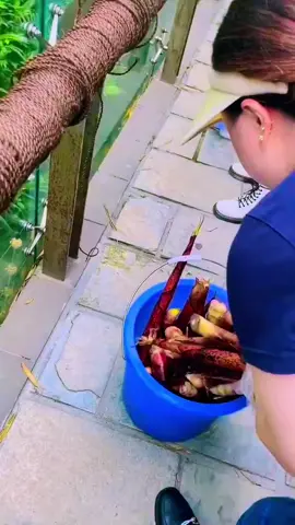 #videoviral #dogsoftiktok #donkeymilk #horse #explore #