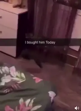 Get a Sable they said... #pinemarten  #animals 