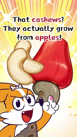 That Cashews- They Actually Grow From Apples