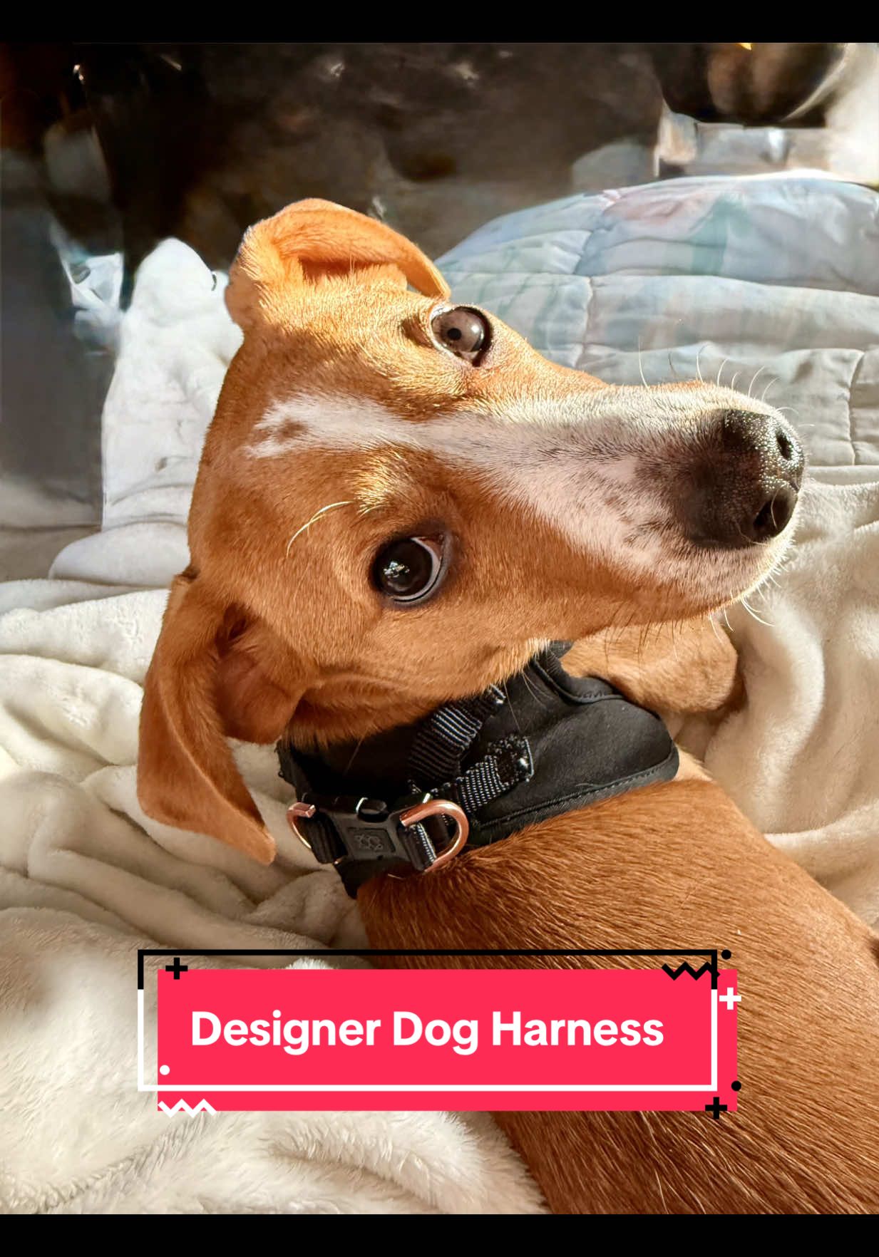 @Dogistry #designerdog #dog #puppytiktok #puppyessentials #dogessential #dogharness #dogistry #doggycouture #tiktokshop @Talenture Agency 