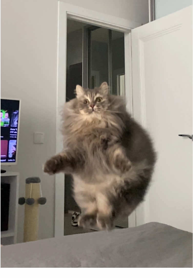 🐾🏐🙄 #catlover #chonkycat #funnyreels #funnycat #fatcat #fluffy #fluffycat #cats_of_day_ #catreels #jumpingcat #catvideo #misterkittins