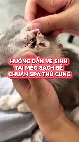 con sen nào cũng hay phải vệ sinh tai cho mèo bơi hết vào đâyyy #vesinhtaimeo #petcare #ecopets #botruatai #botruataiecopets 