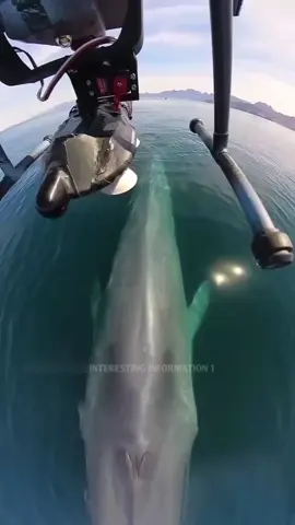 Why Are They Placing This on a Whale Using a Drone? #fyp #LearnOnTikTok #viral #video  #foryou #new #amazing #fact #factocean #factflare #interesting #information #viralvideo #foryoupage 