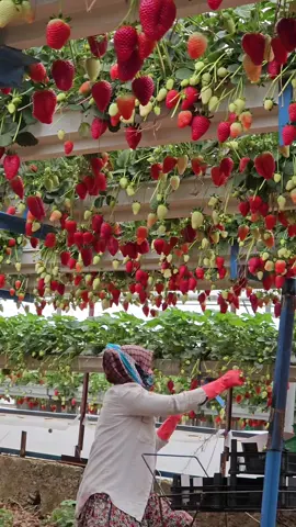 #çilek #strawberry #king 