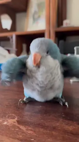 They say it's hard for monks to wean themselves off milk. Just by doing this little dance, I can stop wanting to drink milk, let alone breastfeed. . . #ParrotLove #ColorfulBirds #TalkingParrots #PetBirds #BirdLovers #FeatheredFriends #ParrotLife #CuteAnimals #Birdwatching #ExoticPets 