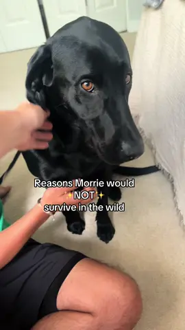 Carrot sweater loving boy 👨‍🌾 #dogtok #dog #fyp #foryou #viral #relatable #funny #dogsoftiktok #dogs 