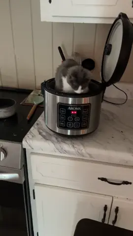 If I fits I sits! It was also on warm 😂 #fyp #foryou #fpryoupage #kitten #cat #cutekitten #cutecat #funnyvideos #funnyvideo #funnymoments #funnytiktok #funnykittenvideos #funnykittenmoments 
