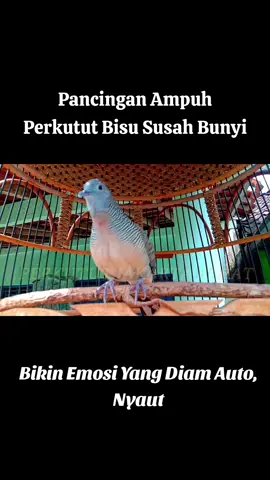 #perkutut #perkututlokal #perkututkaturanggan #perkututgacor #perkututindonesia #burungperkutut #perkututmanggung #perkututmistis #perkututmistis #perkututlokalalam #perkututlokalgacorsuarabesar #pakanperkutut #provittsuplemenperkutut #bioginseng #phoenix #suplemenperkutut #madurakoong #jamuperkutut #pilperkutut 