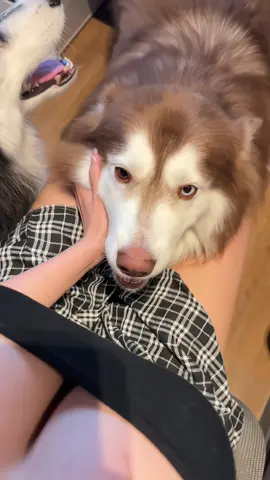 น้องฝึกทุกวันเลยนะ #fypシ゚ #k9 