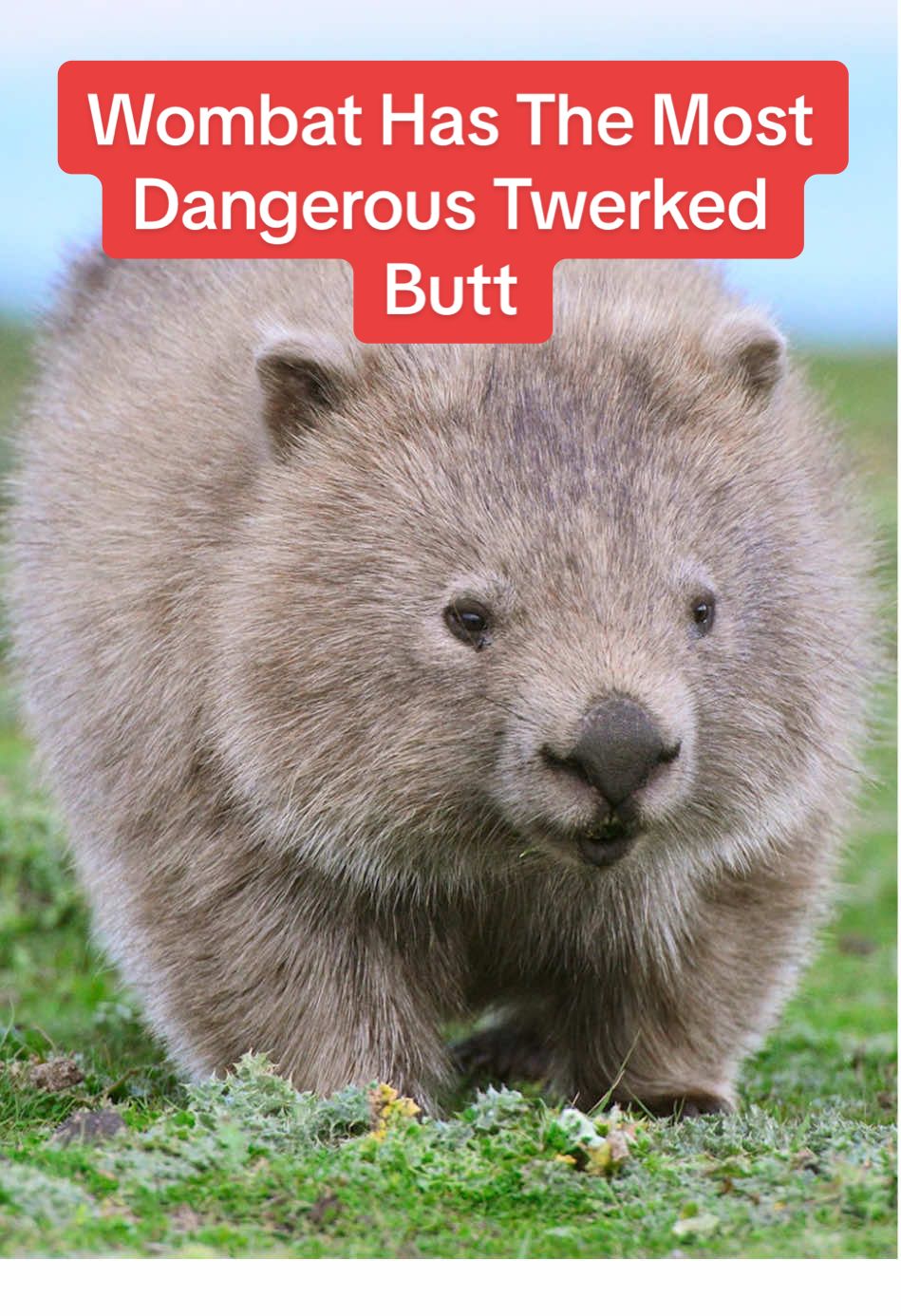 #wombat #animals 