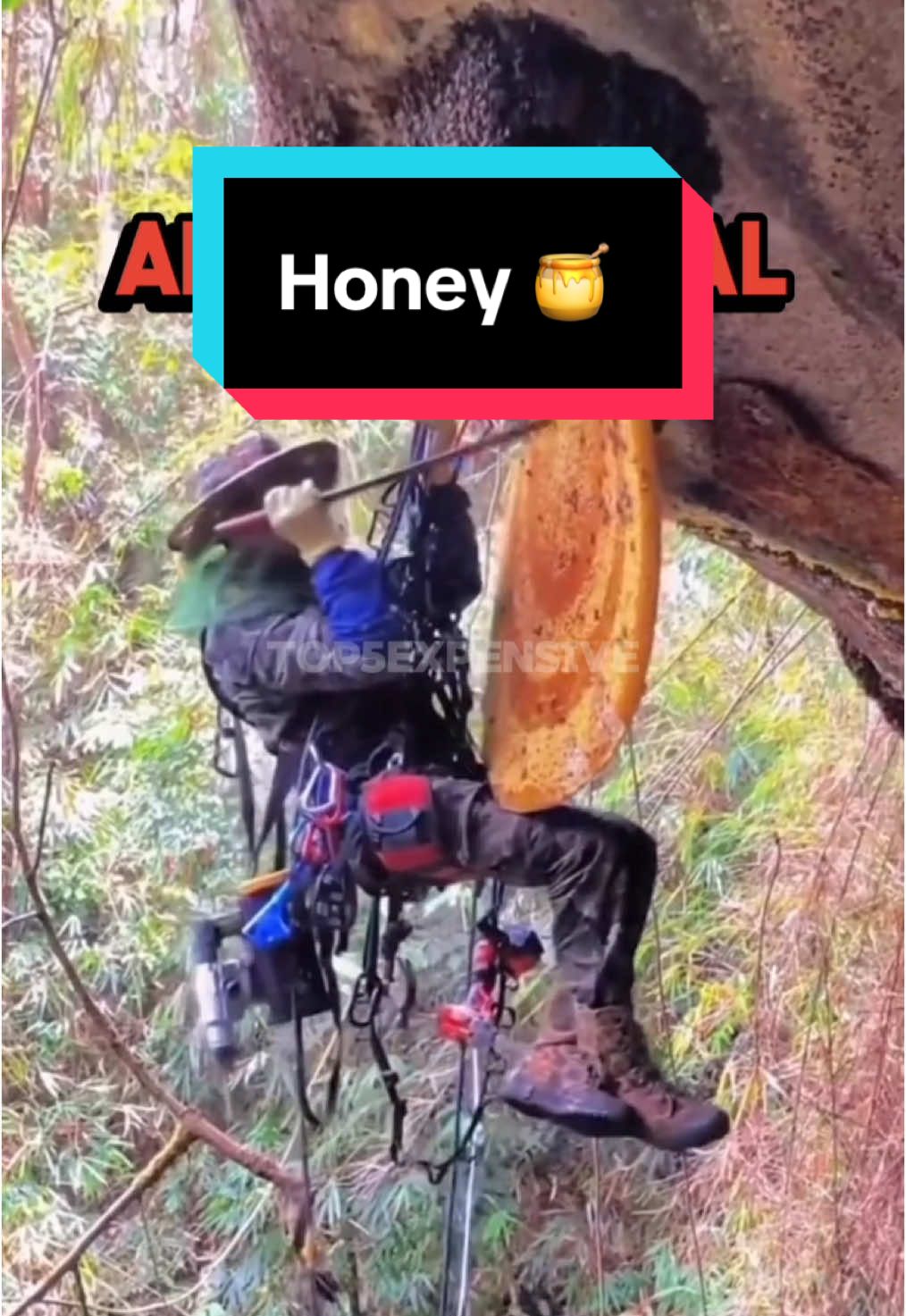 The 5 most expensive honey in the world #top5 #expensive #honey 