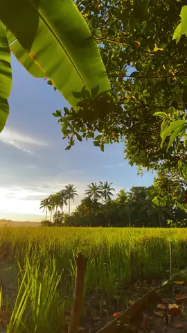 A wonderful day in the countryside #nature #tiktok 