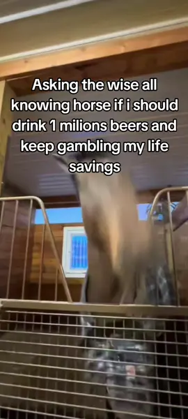 horse of agreement and understanding#horse #gambling #beers 