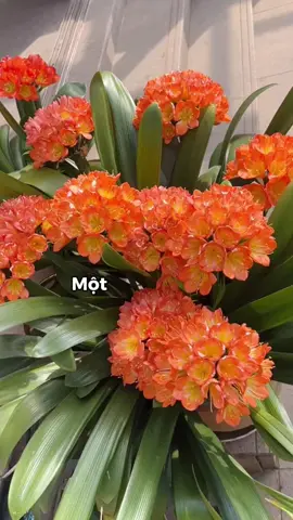 🌿 HOA LAN QUÂN TỬ – VẺ ĐẸP SANG TRỌNG, DỄ CHĂM MÀ CÒN MANG Ý NGHĨA MAY MẮN! Bạn có biết? Hoa Lan Quân Tử không chỉ đẹp mà còn cực kỳ dễ trồng! Đây là loài hoa tượng trưng cho tài_lộc, phú_quý, thường nở đúng dịp Tết, mang lại may_mắn cho gia chủ. ✨ Vì sao ai cũng mê Lan Quân Tử? ✅ Sống khỏe, dễ chăm – Không cần tưới nhiều, không kén đất, chịu hạn tốt. ✅ Hoa nở rực rỡ vào mùa xuân – Màu cam đỏ rực như ánh mặt trời, cực kỳ nổi bật! ✅ Phong thủy tốt – Mang lại may mắn, thịnh vượng cho gia chủ. ✅ Trang trí sang trọng – Phù hợp để trồng trong nhà, sân vườn hay văn phòng. 💡 Bạn đã sẵn sàng trồng một chậu Lan Quân Tử để rước_ttài_lộc vào nhà chưa?