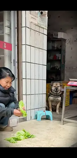 Duo Duo is quite particular and wants to take a new basket to buy food 🤭. #cutedog #dogsoftiktok 