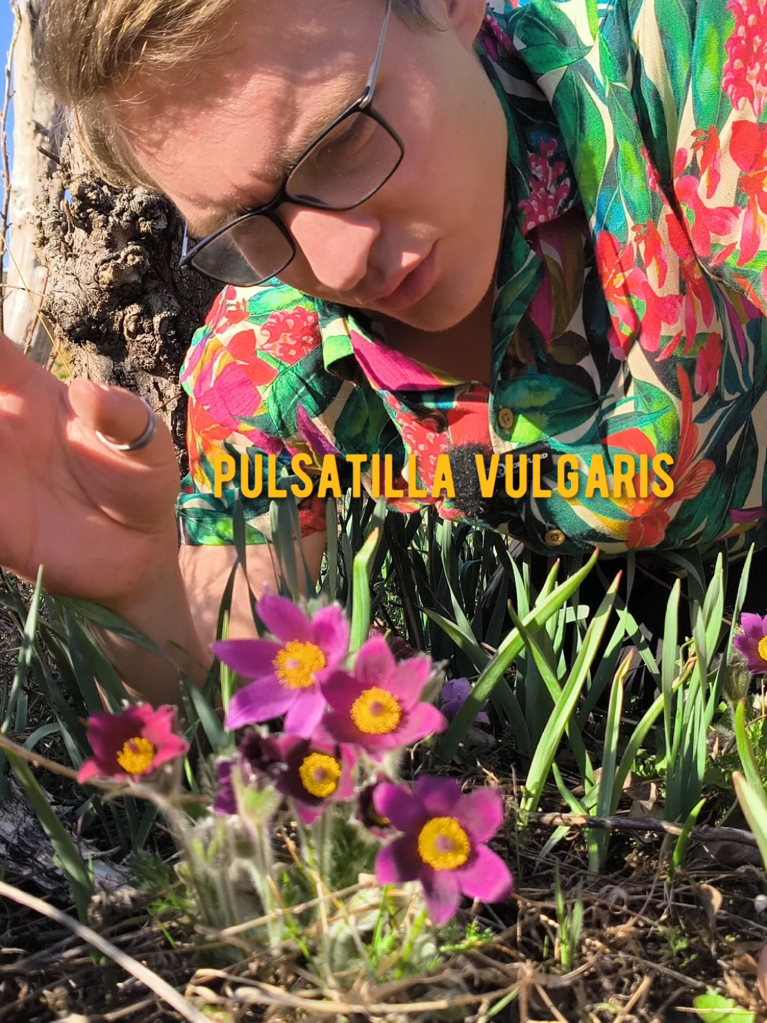 Pflanzen, die ich liebe! Part 49 Gewöhnliche Kuhschelle (Pulsatilla vulgaris) Vorsicht bitte mit euren Haustieren, da kann die Pflanze, wie viele Frühblüher gefährlich werden! #biodiversität #naturgarten #insektenparadies #naturnah #lebensraum #insektensterben #schmetterlinge #insektenfreundlich #Wildbienen #insektenparadies #insekten #Biodiversität #Vielfalt #blüten 