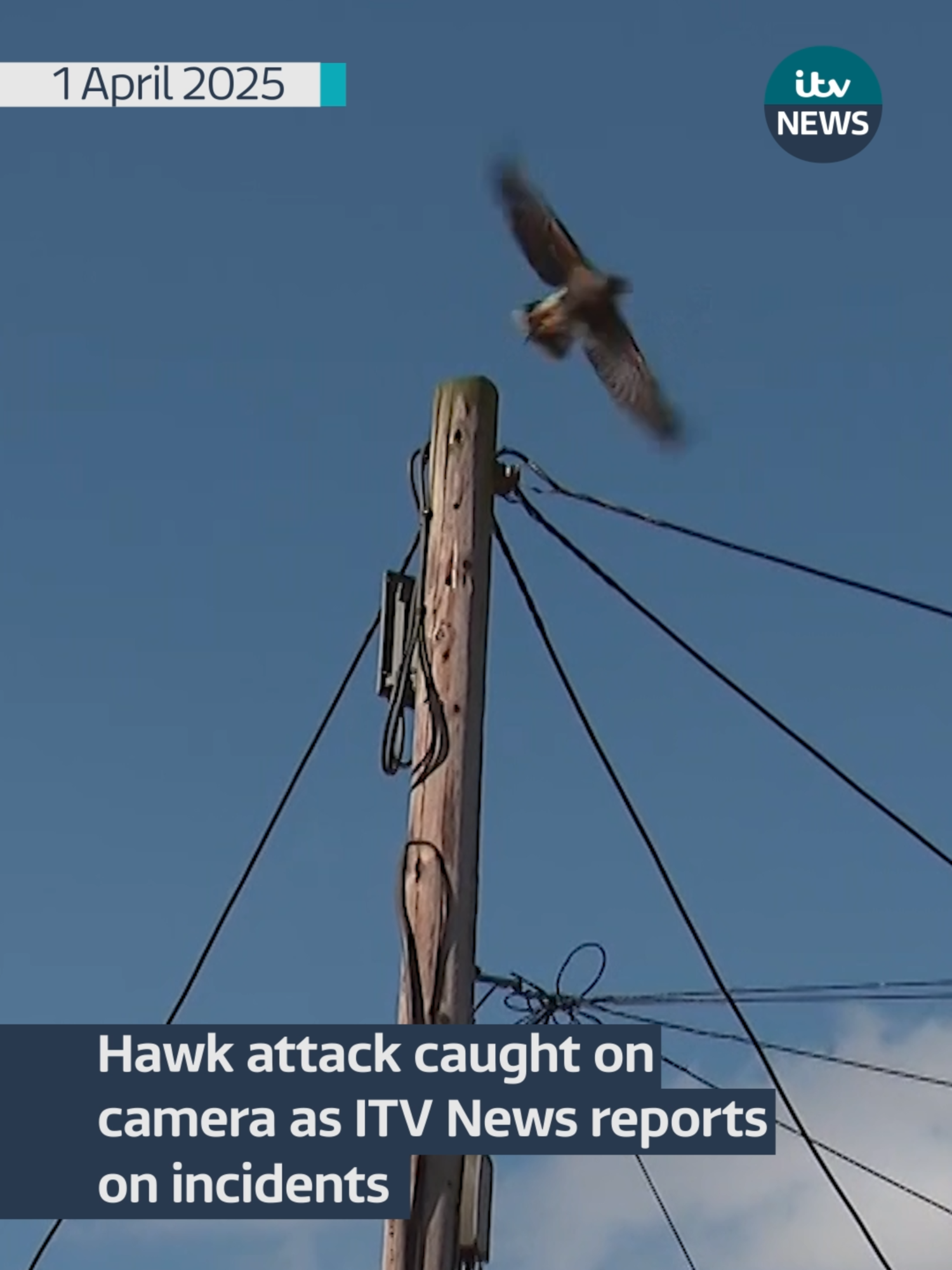 Our cameras were filming in Flamstead where a harris hawk has been attacking tall men - when the hawk attacked. The ITV News camera crew didn’t have time to warn Jim, who’s now doing fine after a trip to the doctors. The village in Hertfordshire has seen several attacks over several weeks. The Parish Council said police are aware and a falconer had been brought in to catch the bird. #itvnews #flamstead #hawk