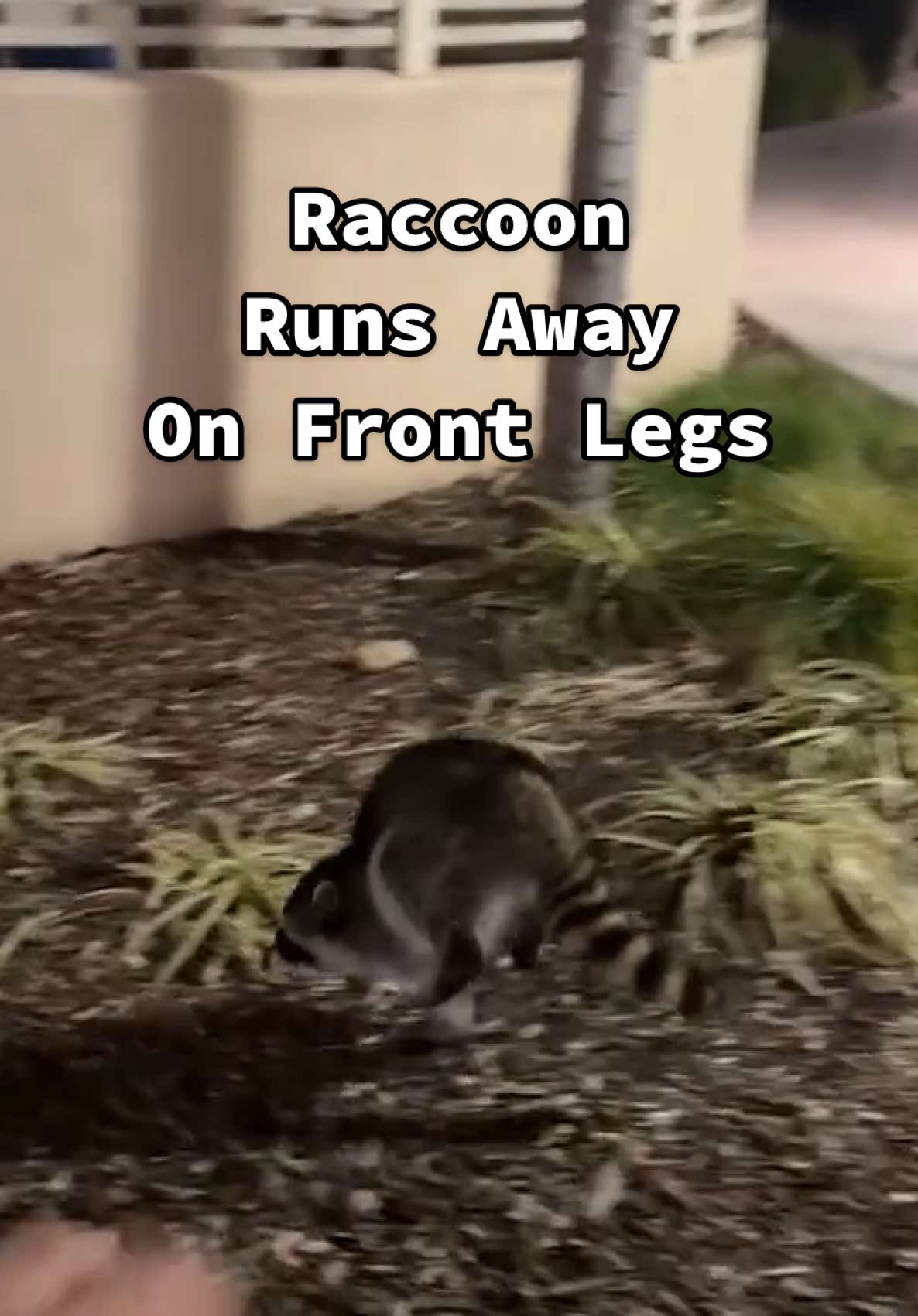 Never let 'em know your next move! 🦝 (Via - @parishkerr) #Raccoon #funnyanimals #fypシ #raccoonsoftiktok #wildlife #wildanimals  #fails 