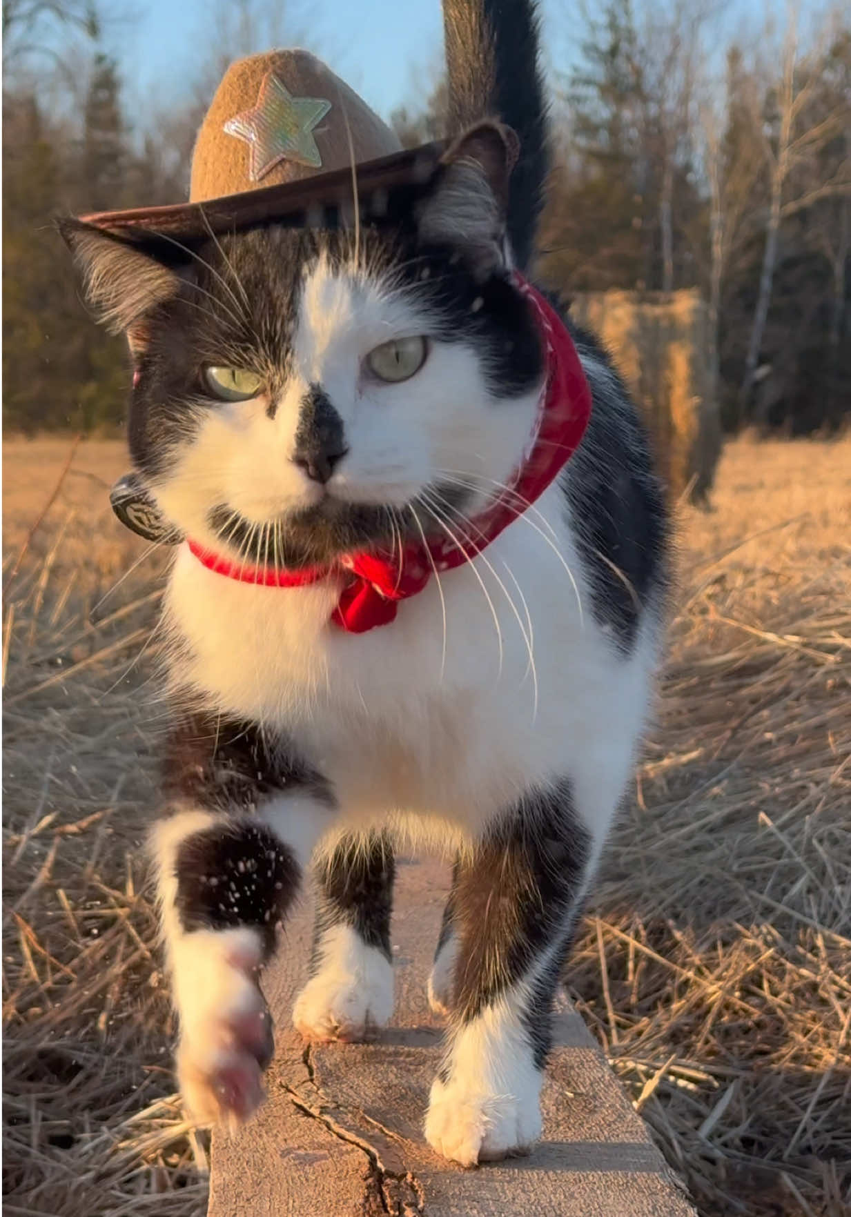 Meowdy purrtners. Jack Spicer’s film crew might have walked back across the field after he was already at the road and done with field inspections. He might have walked across the whole field meowing both ways as a result 😅. Also some sunset zooms 🌅  If you like Jack Spicer’s kitty cat cowboy content please consider subscribing or joining his Patreon linked in bio 😊  #cat #cattok #catlovers #catwalk #cutecat #catvideos #catsoftiktok #kitty #cats #funnycat #catlover 
